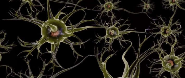 neuronai smegenu jungtys