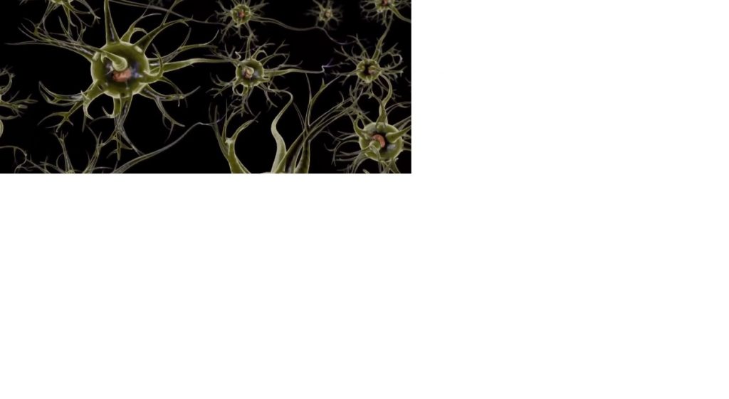 neuronai smegenu jungtys